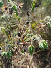 Trichodesma zeylanicum