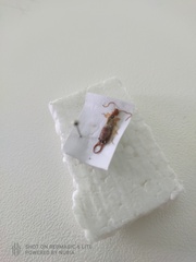 Neriinae
