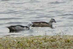 Nettapus coromandelianus