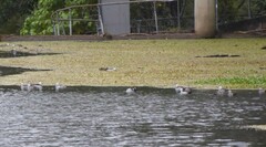 Nettapus coromandelianus