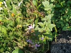 Cleome rutidosperma
