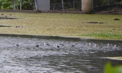 Nettapus coromandelianus