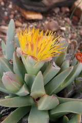 Machairophyllum albidum