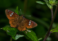 Celaenorrhinus fusca