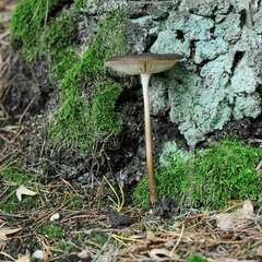 Mycena maculata