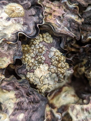 Hexanauplia