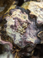Hexanauplia