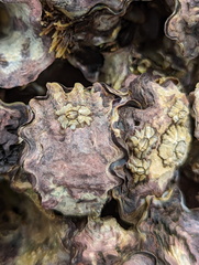 Hexanauplia