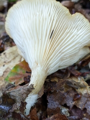 Infundibulicybe gibba