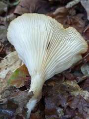 Infundibulicybe gibba