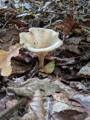 Infundibulicybe gibba