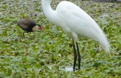 Irediparra gallinacea