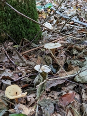 Infundibulicybe gibba