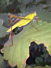 Phaneroptera nigroantennata