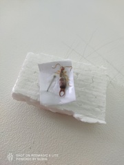 Neriinae