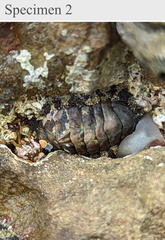 Polyplacophora