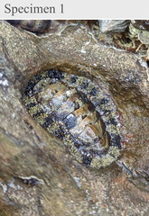 Polyplacophora