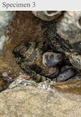 Polyplacophora
