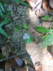 Murdannia loriformis