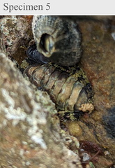 Polyplacophora