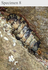 Polyplacophora