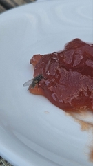 Musca domestica