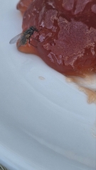 Musca domestica