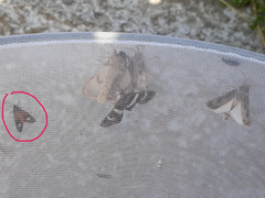 Dysauxes famula