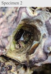 Polyplacophora