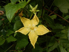 Cucurbitales