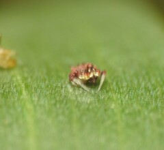 Arkys dilatatus