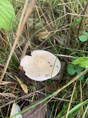 Clitocybe rivulosa