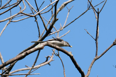 Pericrocotus cantonensis