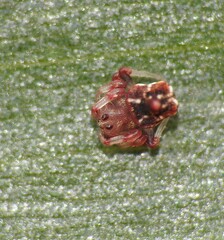 Arkys dilatatus