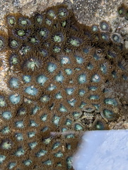 Zoanthus sansibaricus