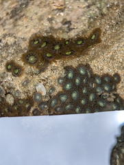 Zoanthus sansibaricus