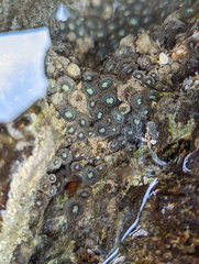 Zoanthus sansibaricus