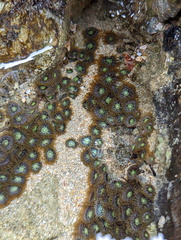 Zoanthus sansibaricus