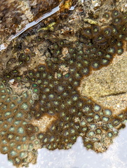 Zoanthus sansibaricus