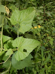 Cucurbitales