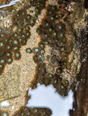 Zoanthus sansibaricus