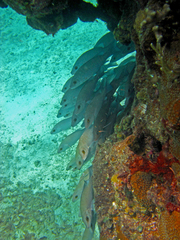 Lutjanus griseus