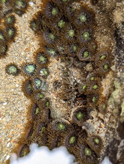 Zoanthus sansibaricus