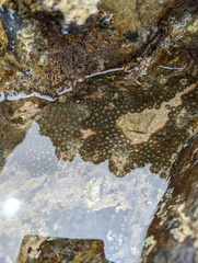 Zoanthus sansibaricus