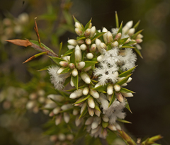Styphelia leptospermoides