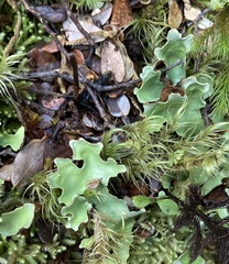 Pseudocyphellaria homoeophylla
