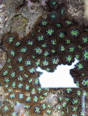 Zoanthus sansibaricus