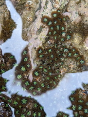 Zoanthus sansibaricus