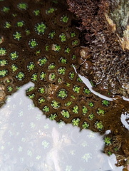 Zoanthus sansibaricus