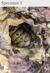 Polyplacophora